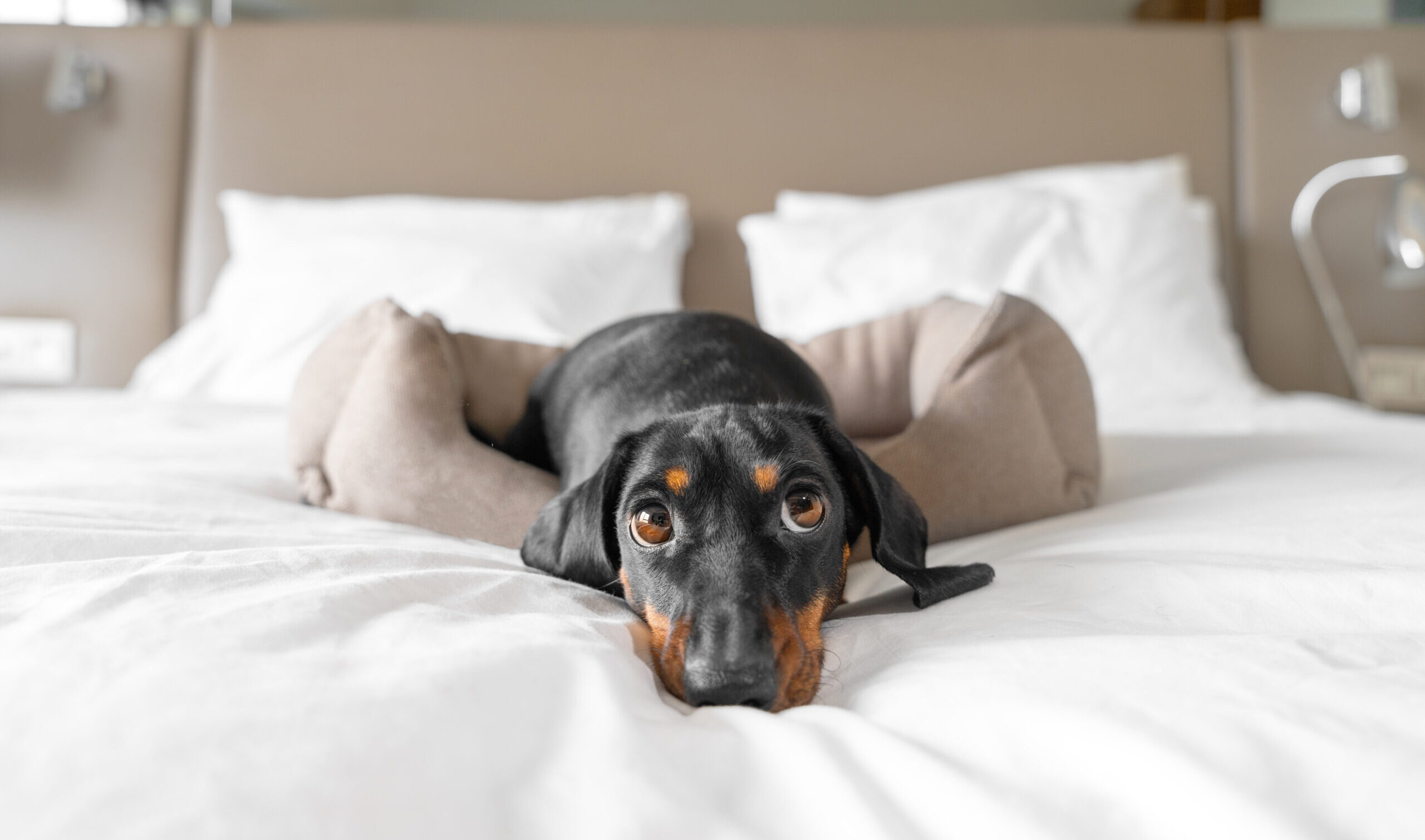 Cute dachshund pet lies in dog bed at dog-friendly vacation rental at camera. Black domestic friend relaxes in room on vacation close view