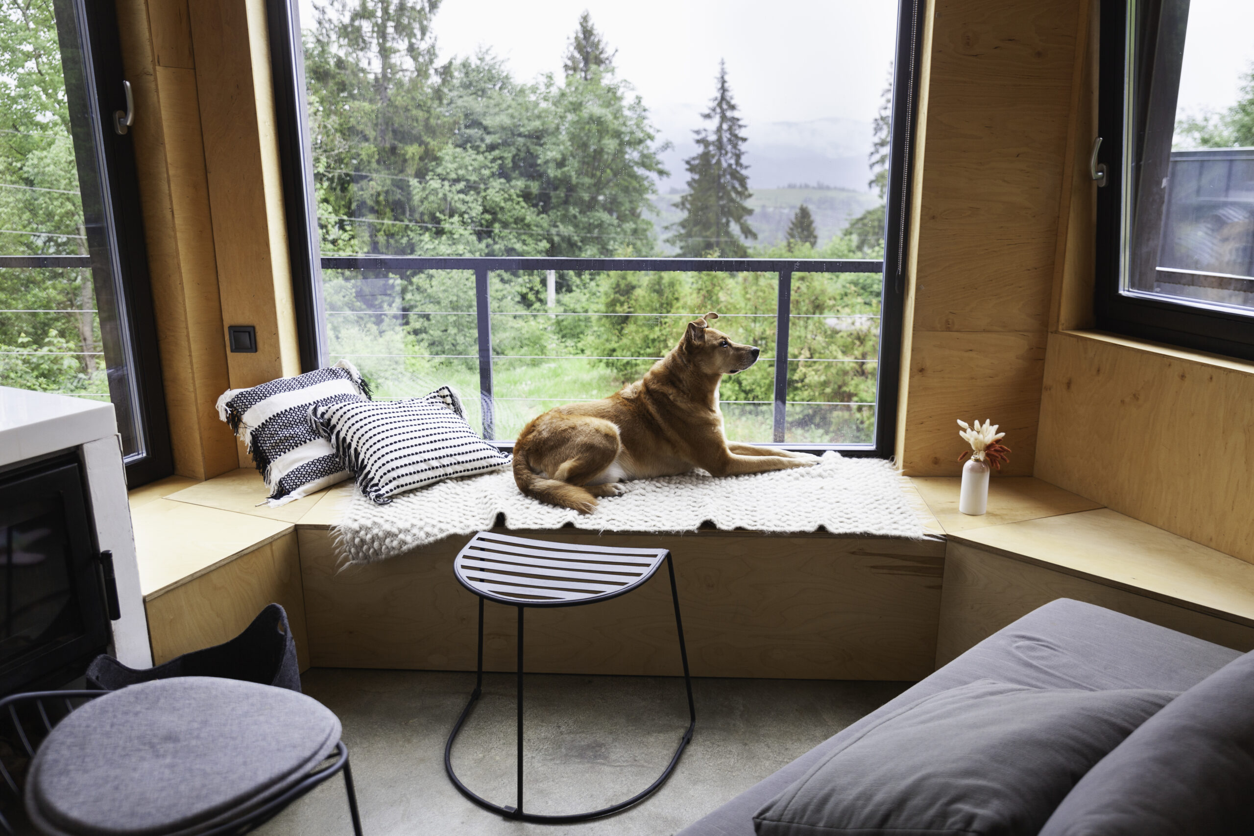 Happy brown shepherd dog lying on hand-made authentic wool carpet and pillows near panoramic window in vacation rental cabin overlooking the mountains.