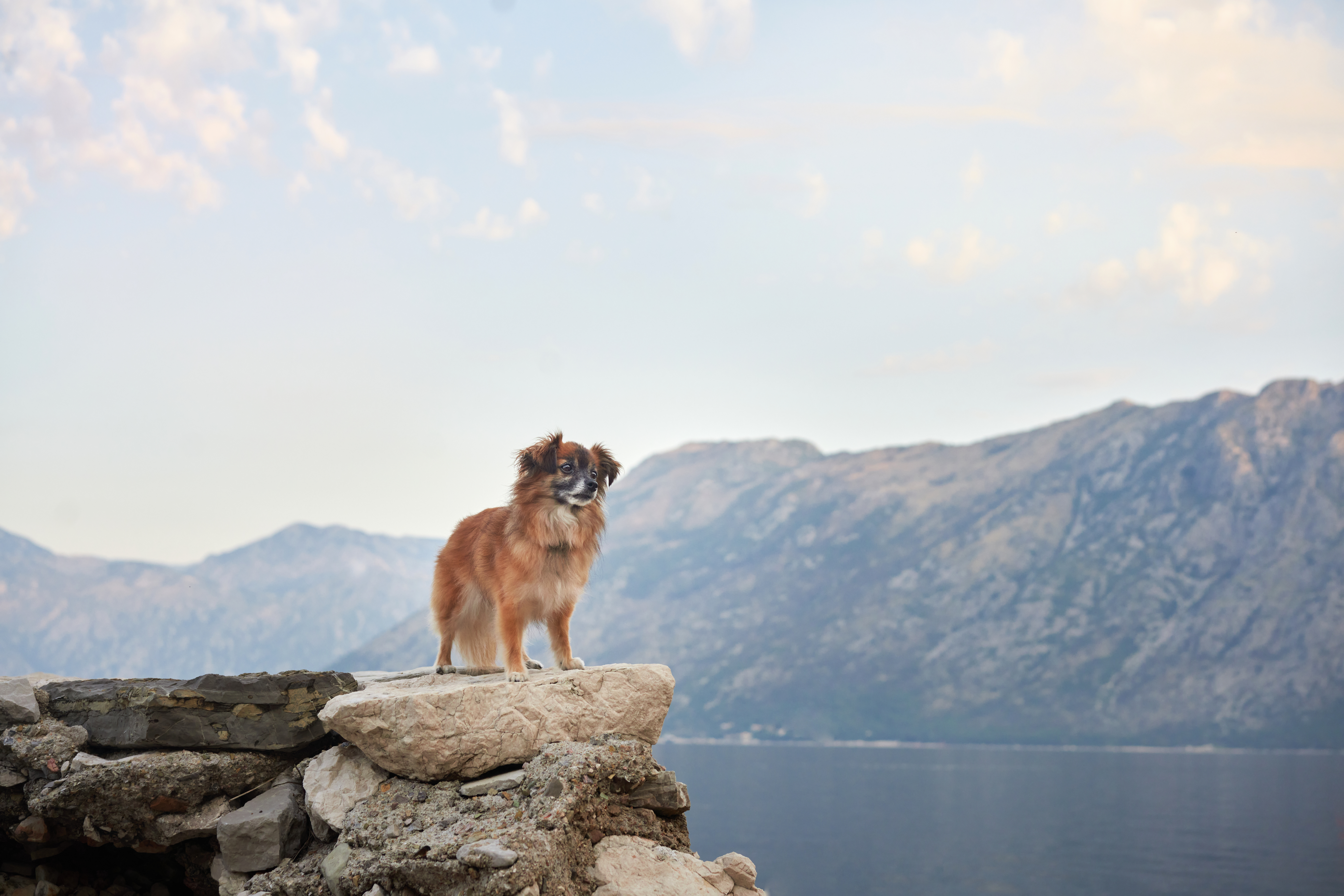 A small brown dog sits on a rocky outcrop overlooking a serene lake and distant mountains. The calm water and scenic backdrop create a peaceful setting.